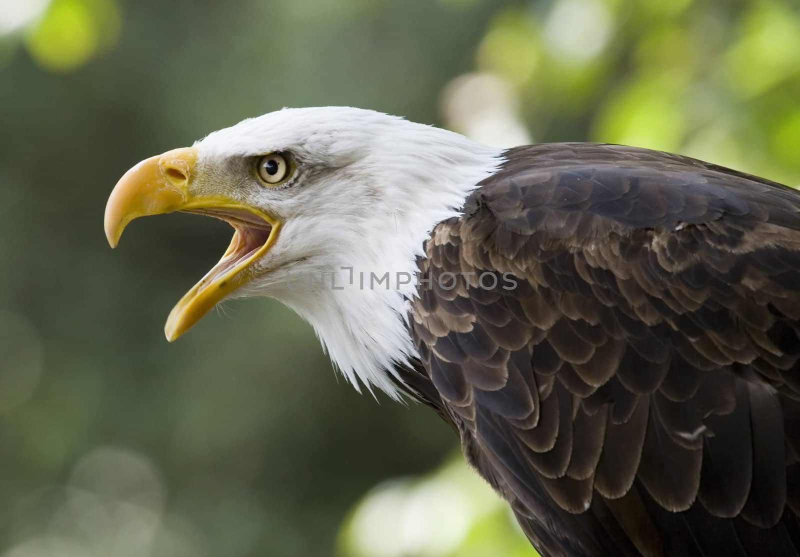 picture of a beautiful and wild bald eagle