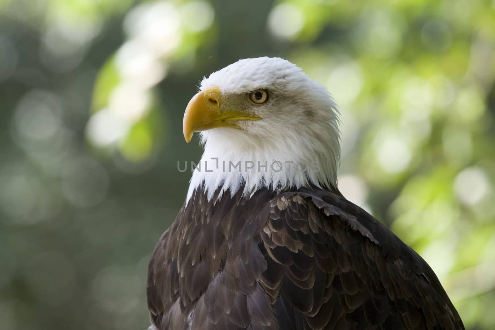 picture of a beautiful and wild bald eagle