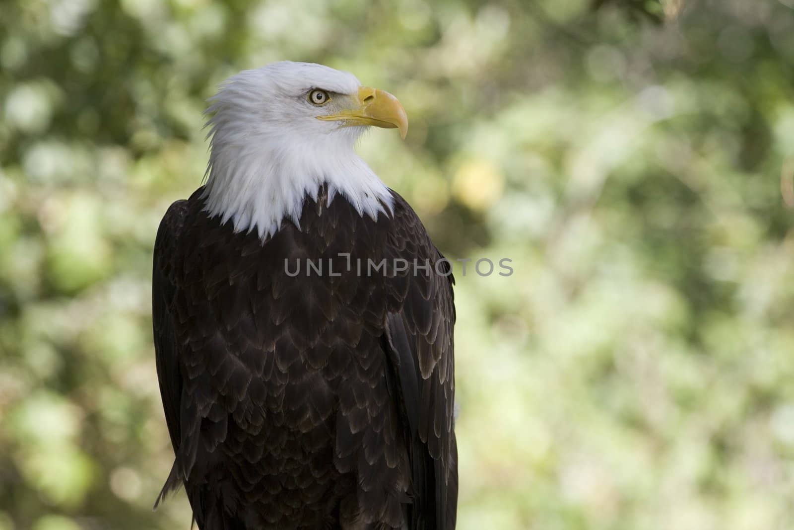 picture of a beautiful and wild bald eagle