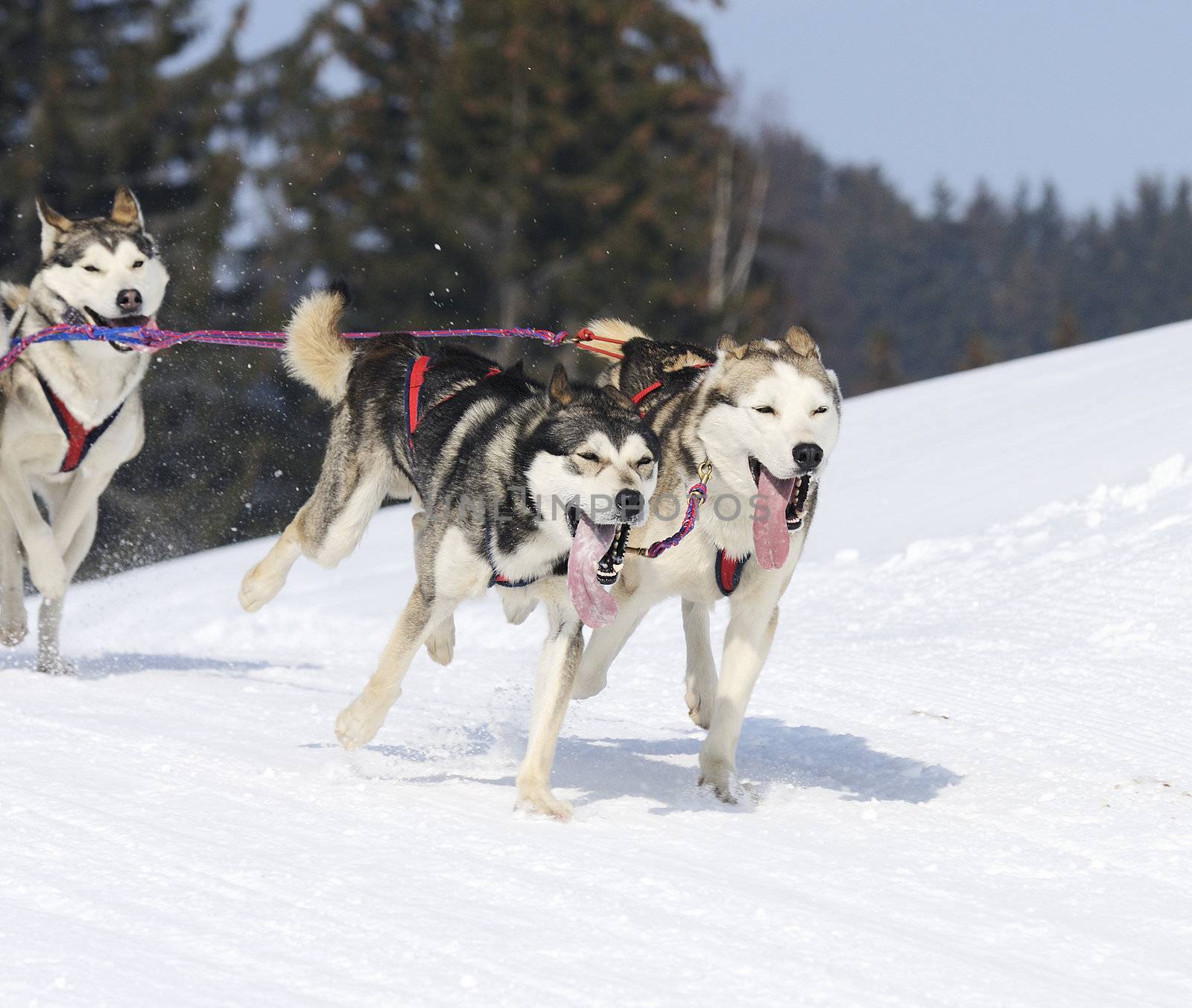 sportive dog team is running in the snow