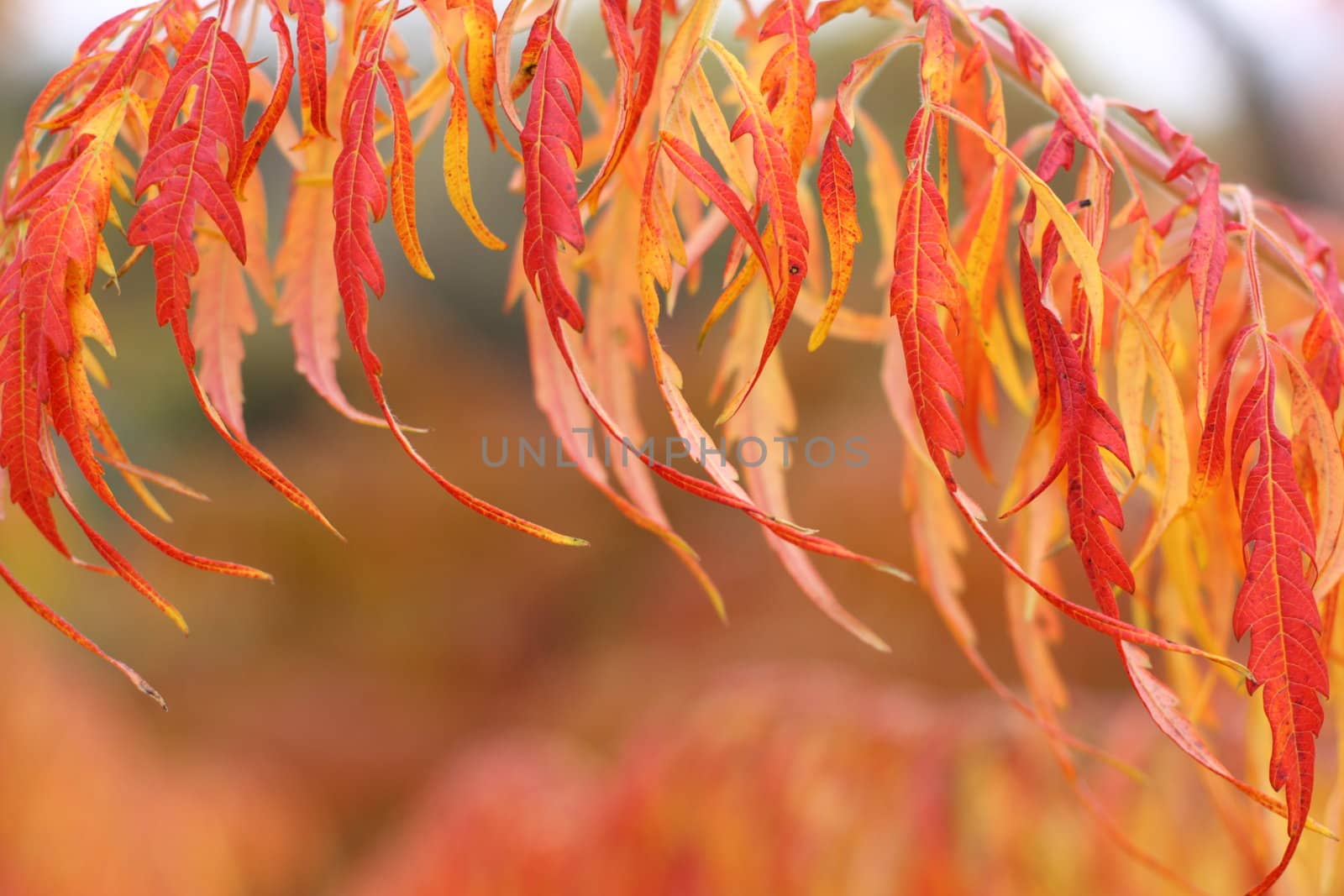 colorfull leaves on blurred background