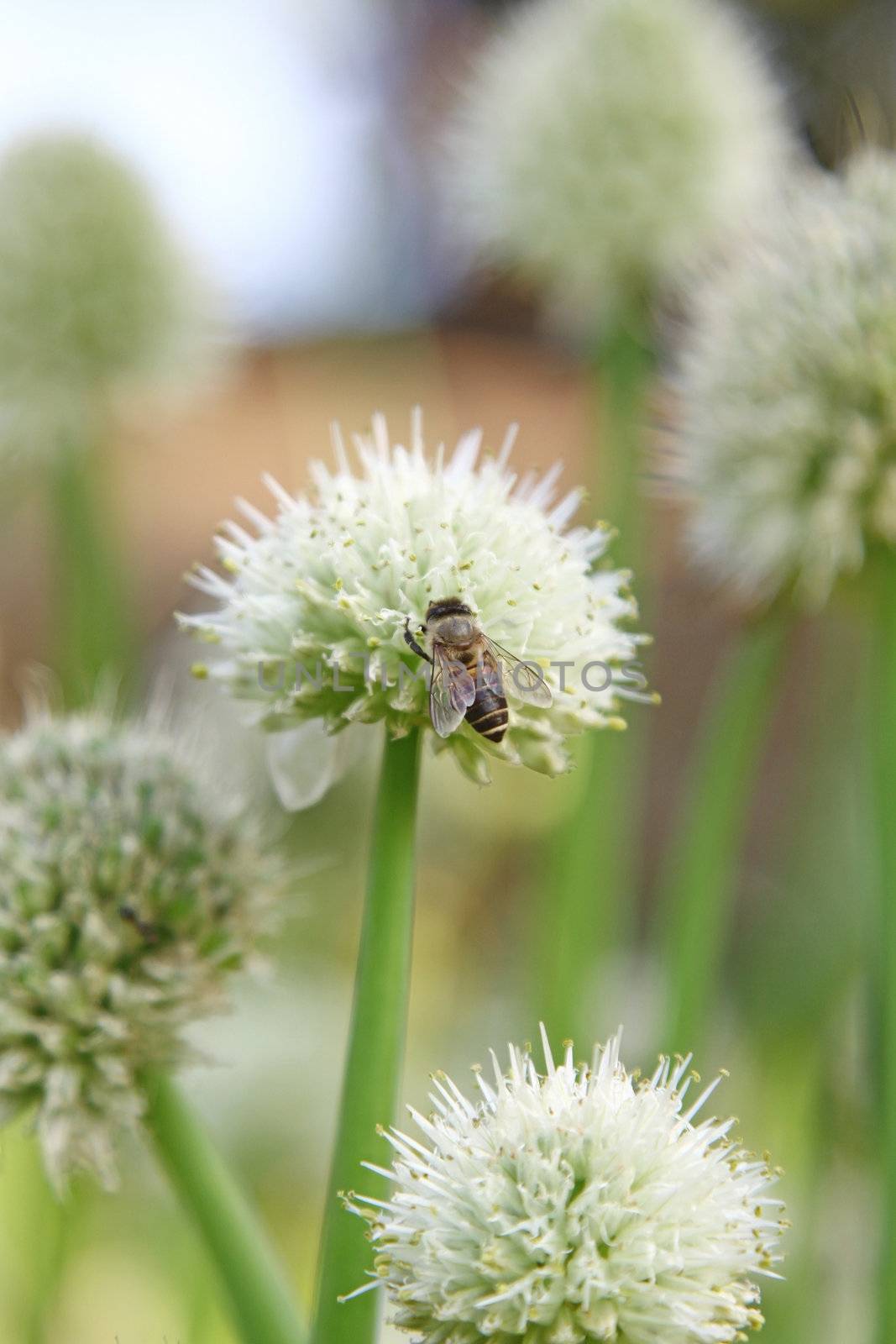 Onion flowers with bee