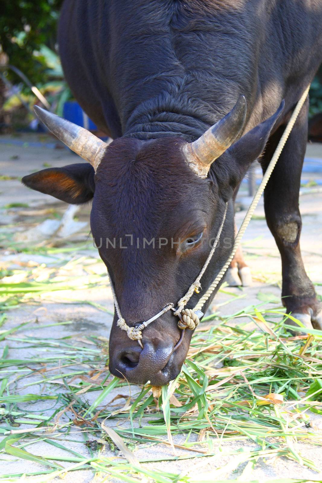 Cow eating grasses