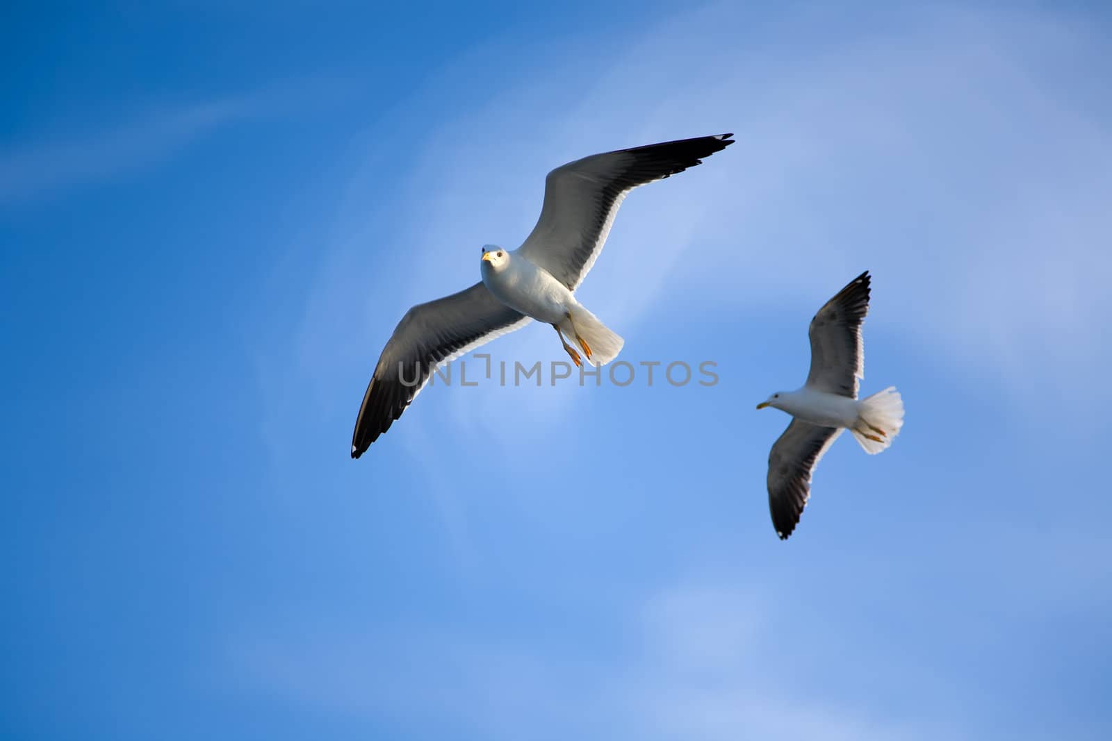 sea gull flying in the blue sky by desant7474