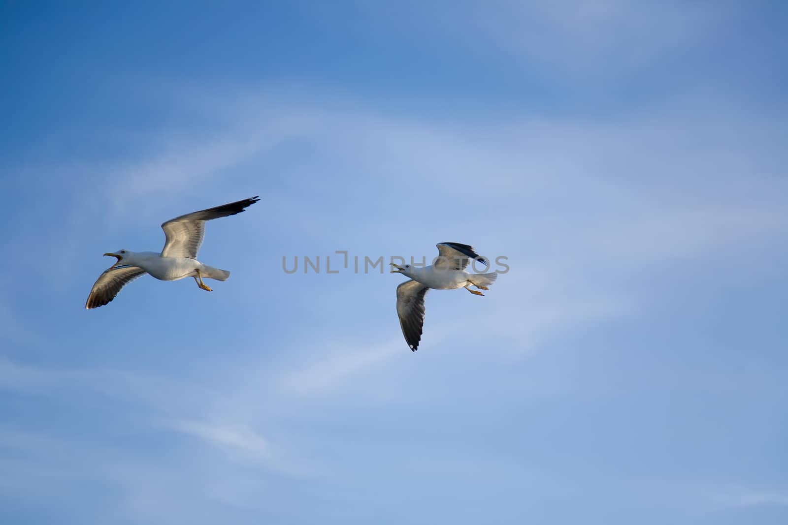 sea gull flying in the blue sky by desant7474