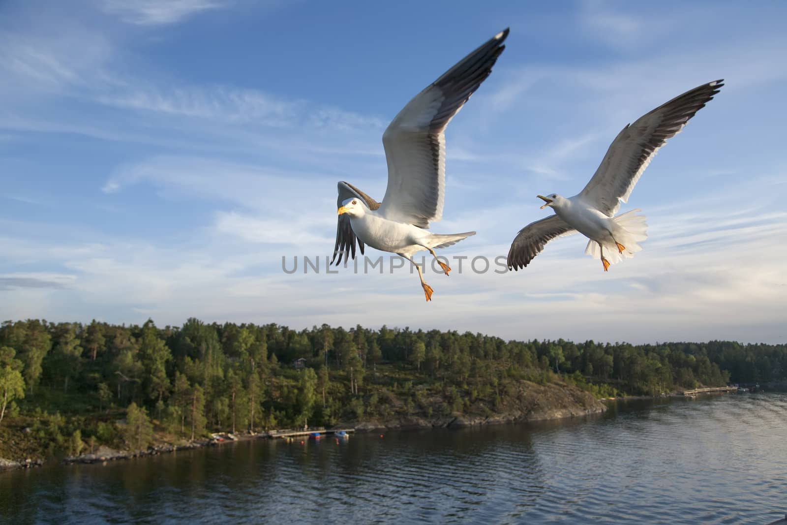 sea gull flying in the blue sky by desant7474