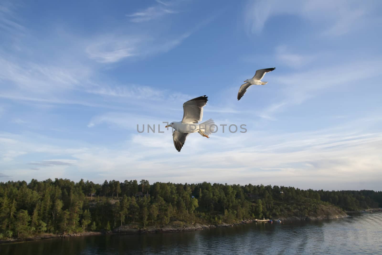 sea gull flying in the blue sky by desant7474