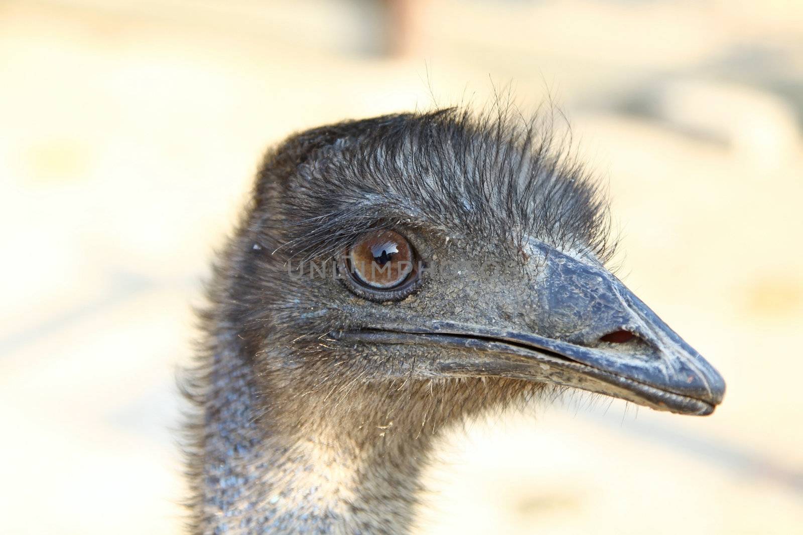 Ostrich head