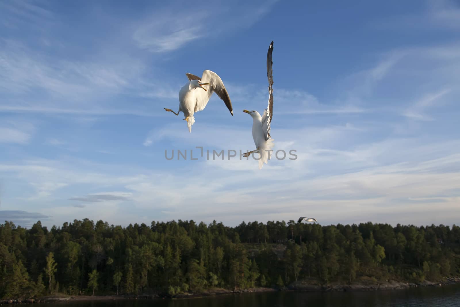 sea gull flying in the blue sky