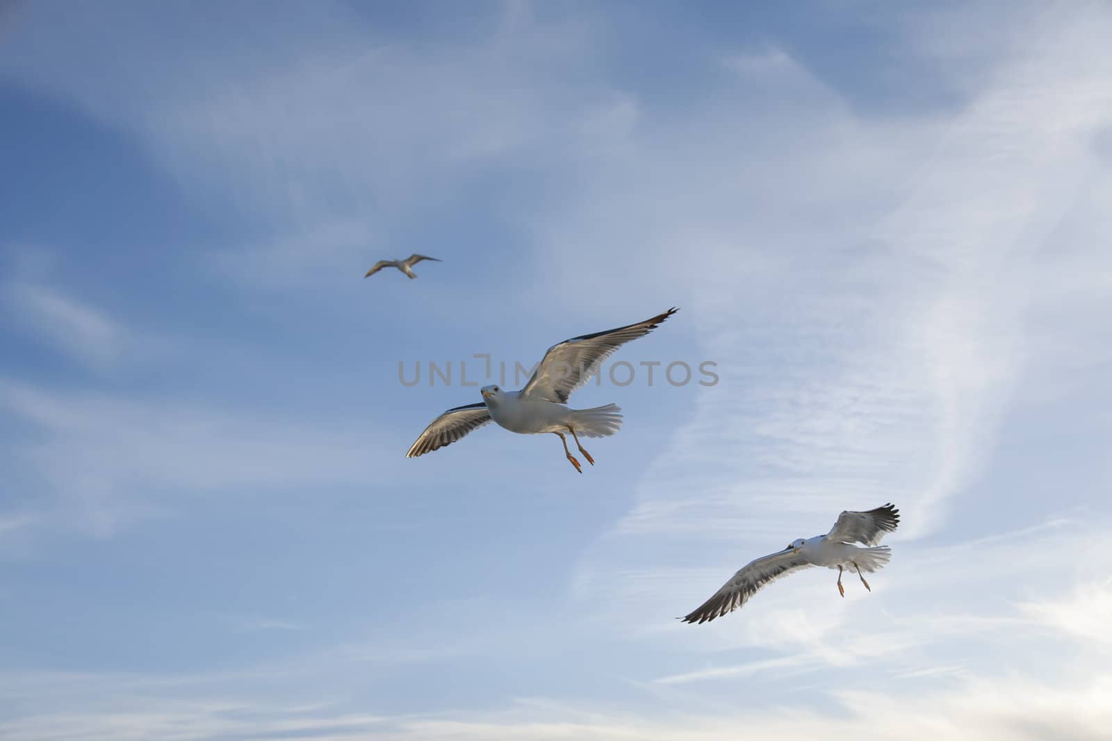 sea gull flying in the blue sky by desant7474