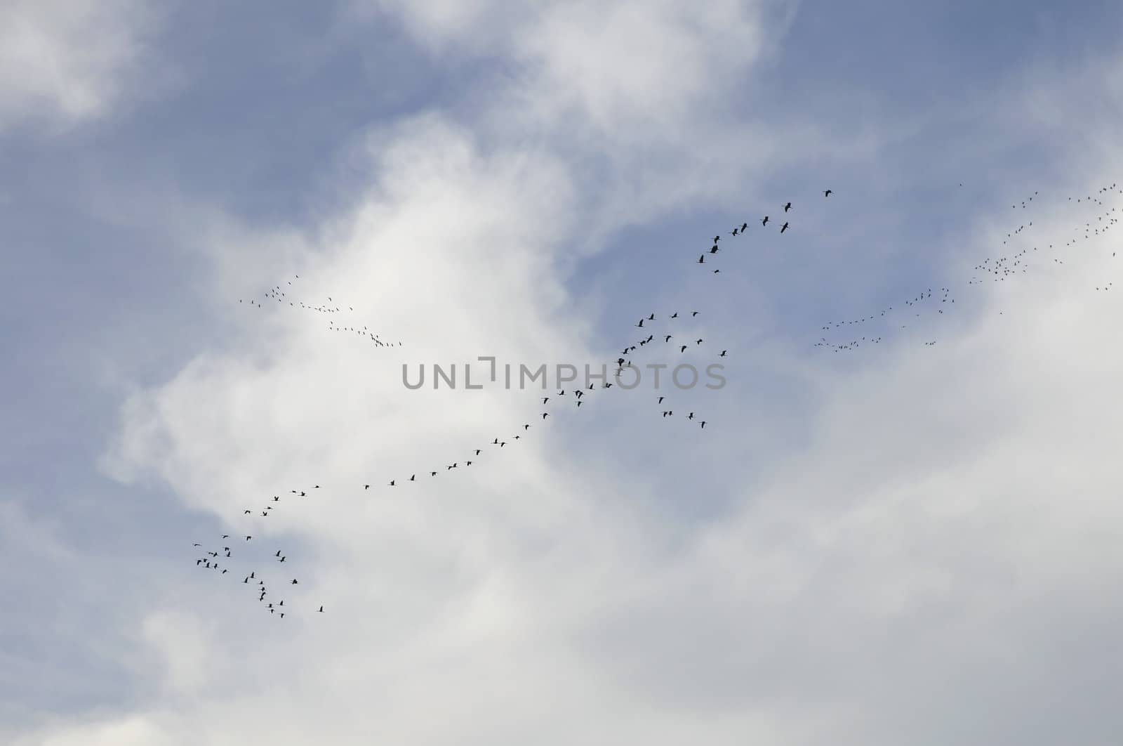 Common cranes in the sky with some clouds during their fall migration