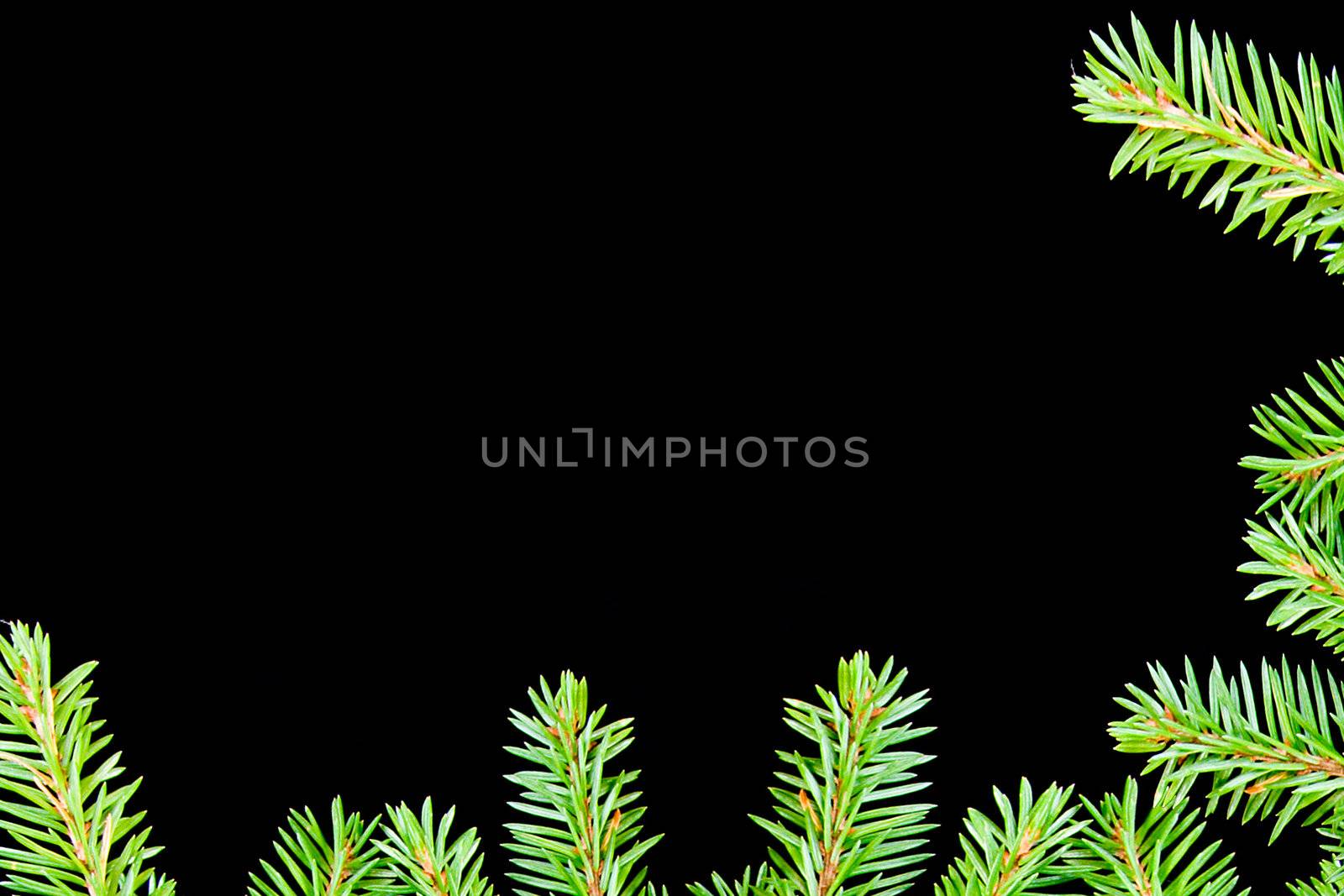 Border from branches.green fir branches with space for your text  on dark background 