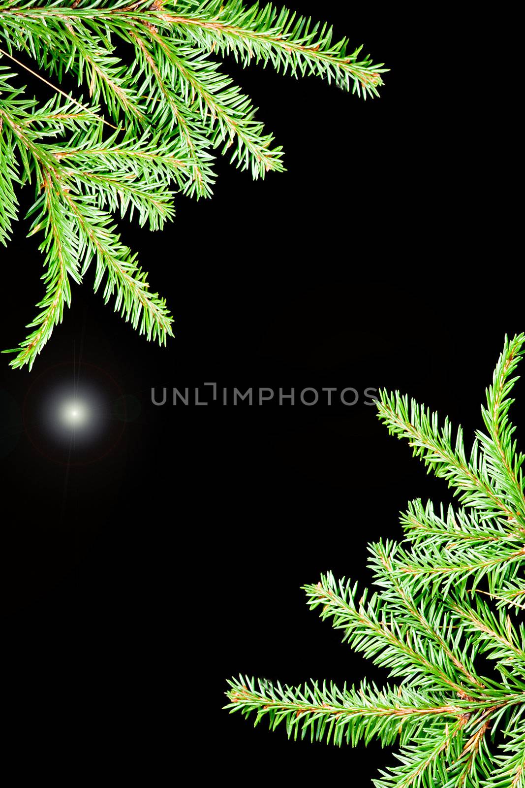 Border from branches.green fir branches with space for your text  on dark background 