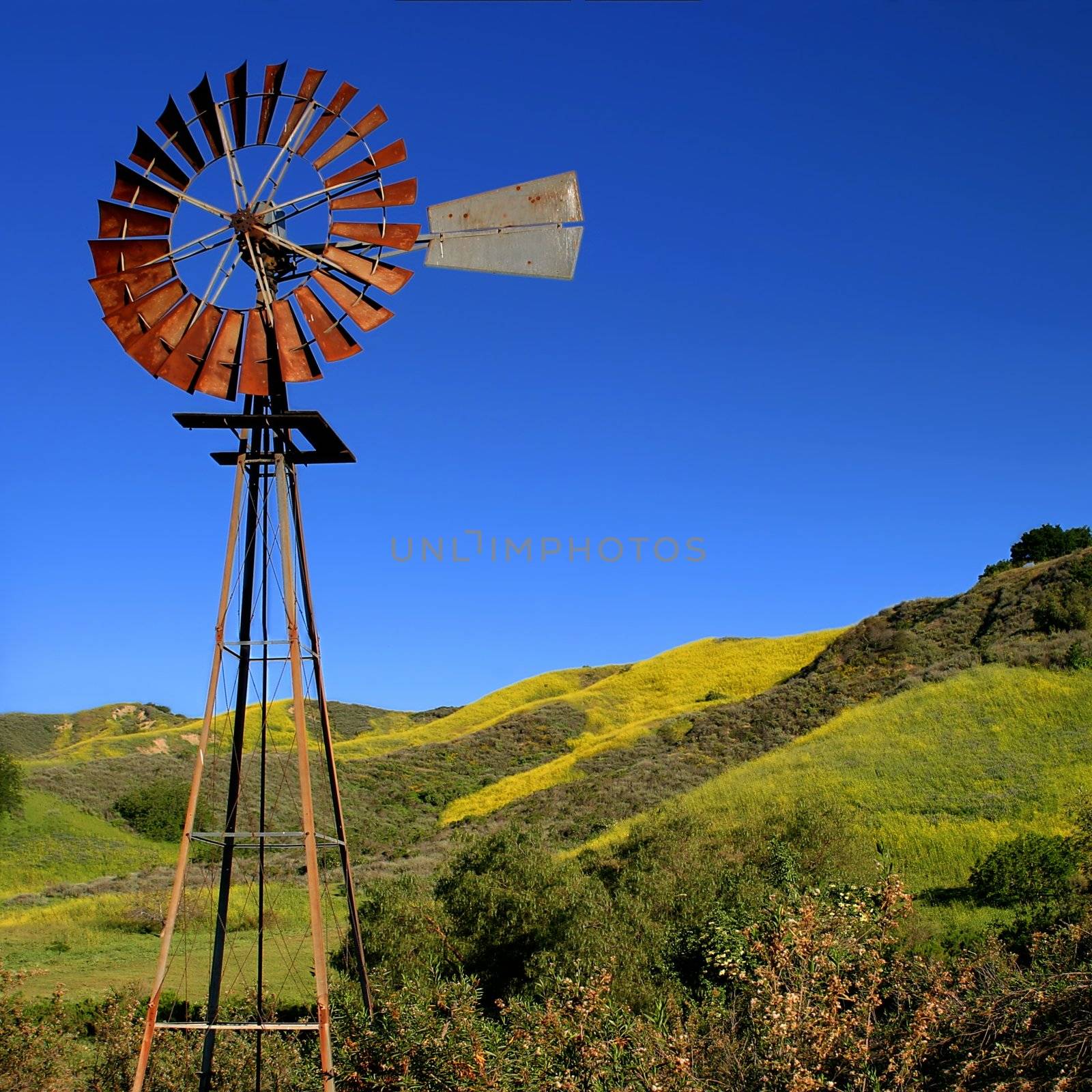 Windmill with a green and yellow spring field in the background.