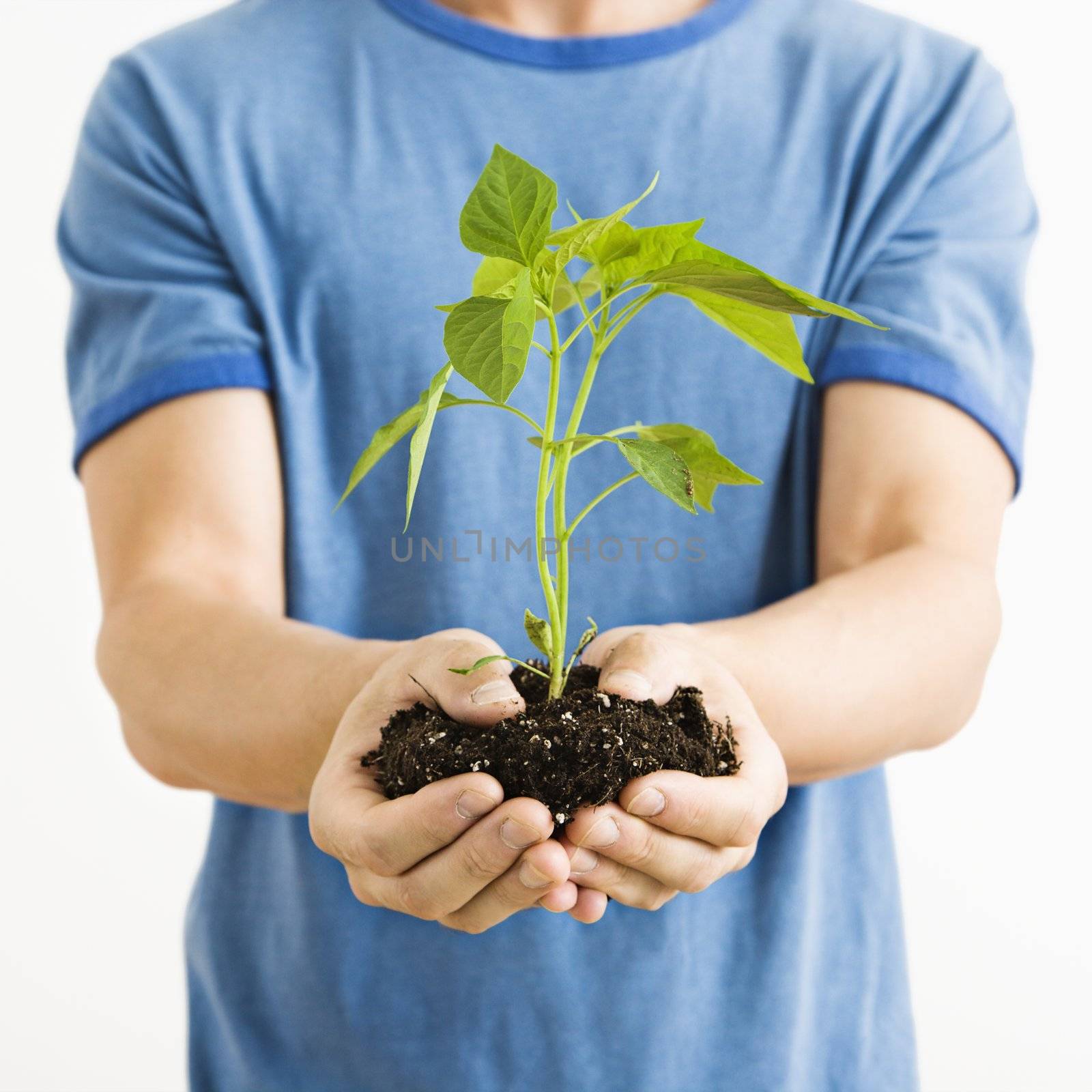 Man standing holding growing cayenne plant.