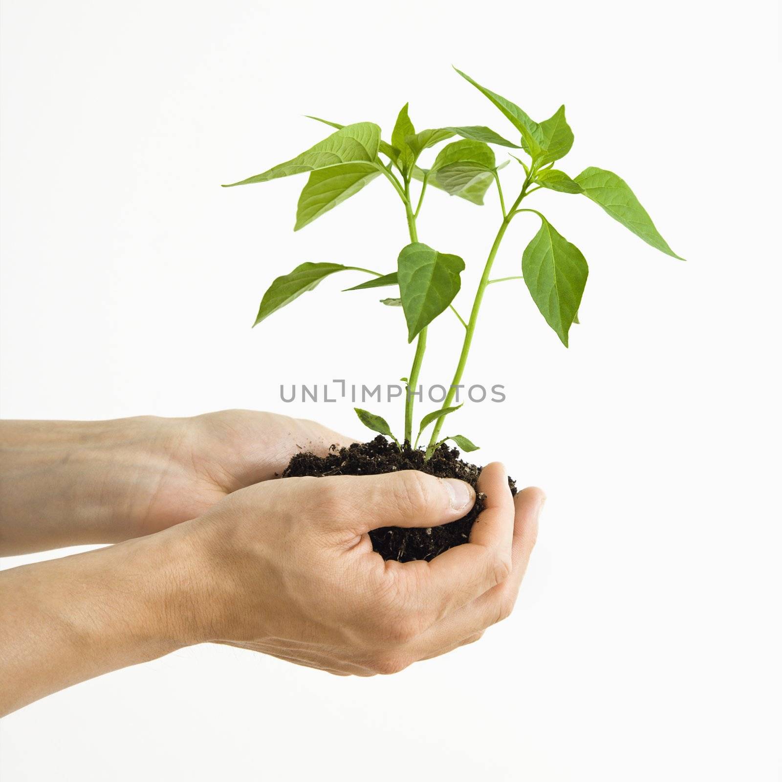 Man's hand standing holding growing cayenne plant.