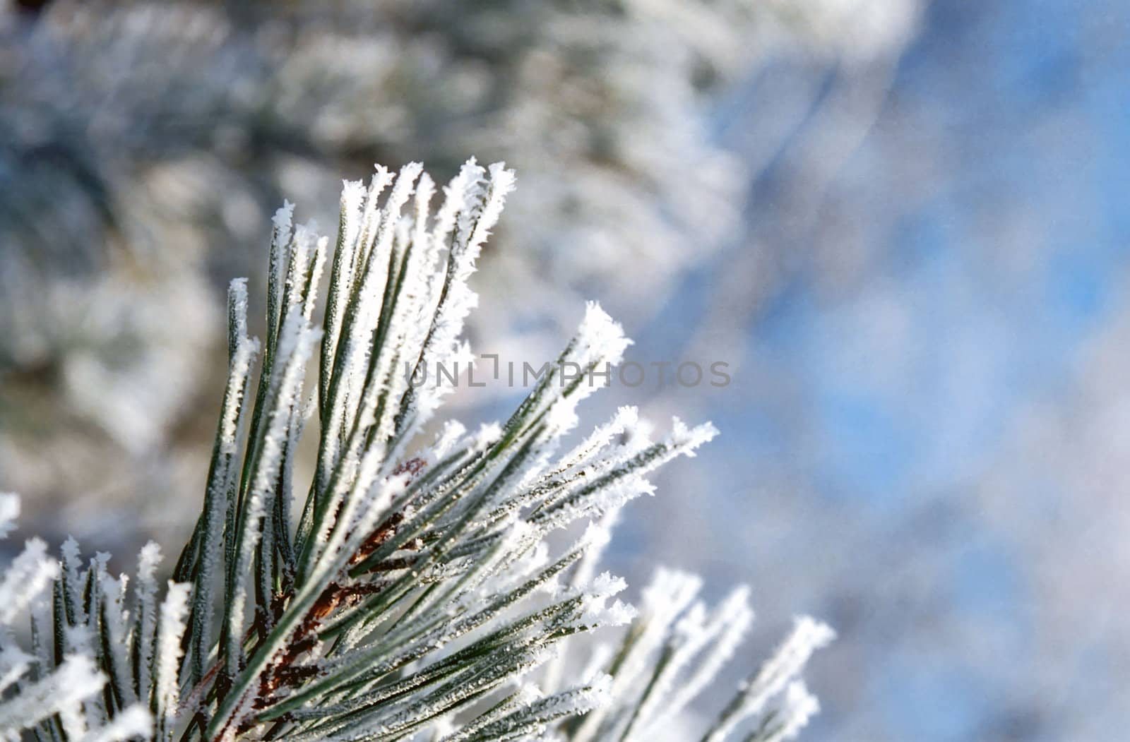 Hoarfrost on the needles of a pine tree by mulden