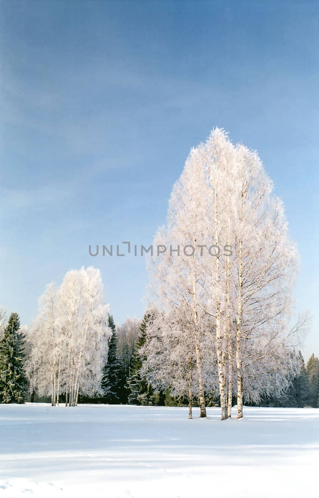 Hoarfrosted birches on snow field near forest