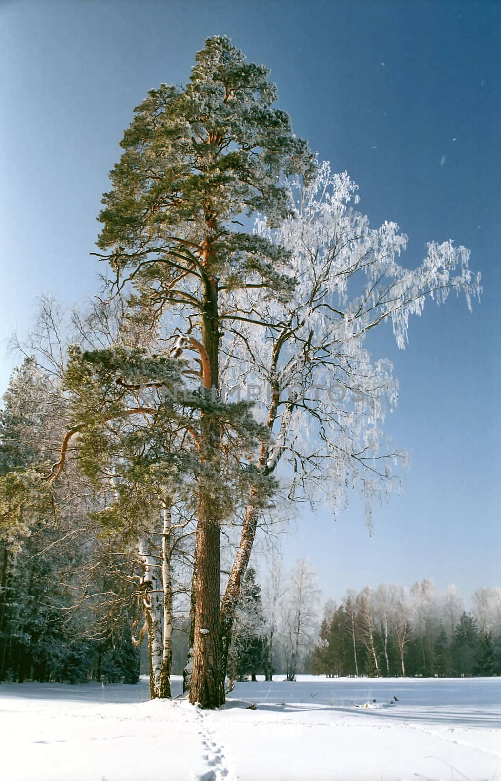 Pine tree and hoarfrosted birch in sunny winter day