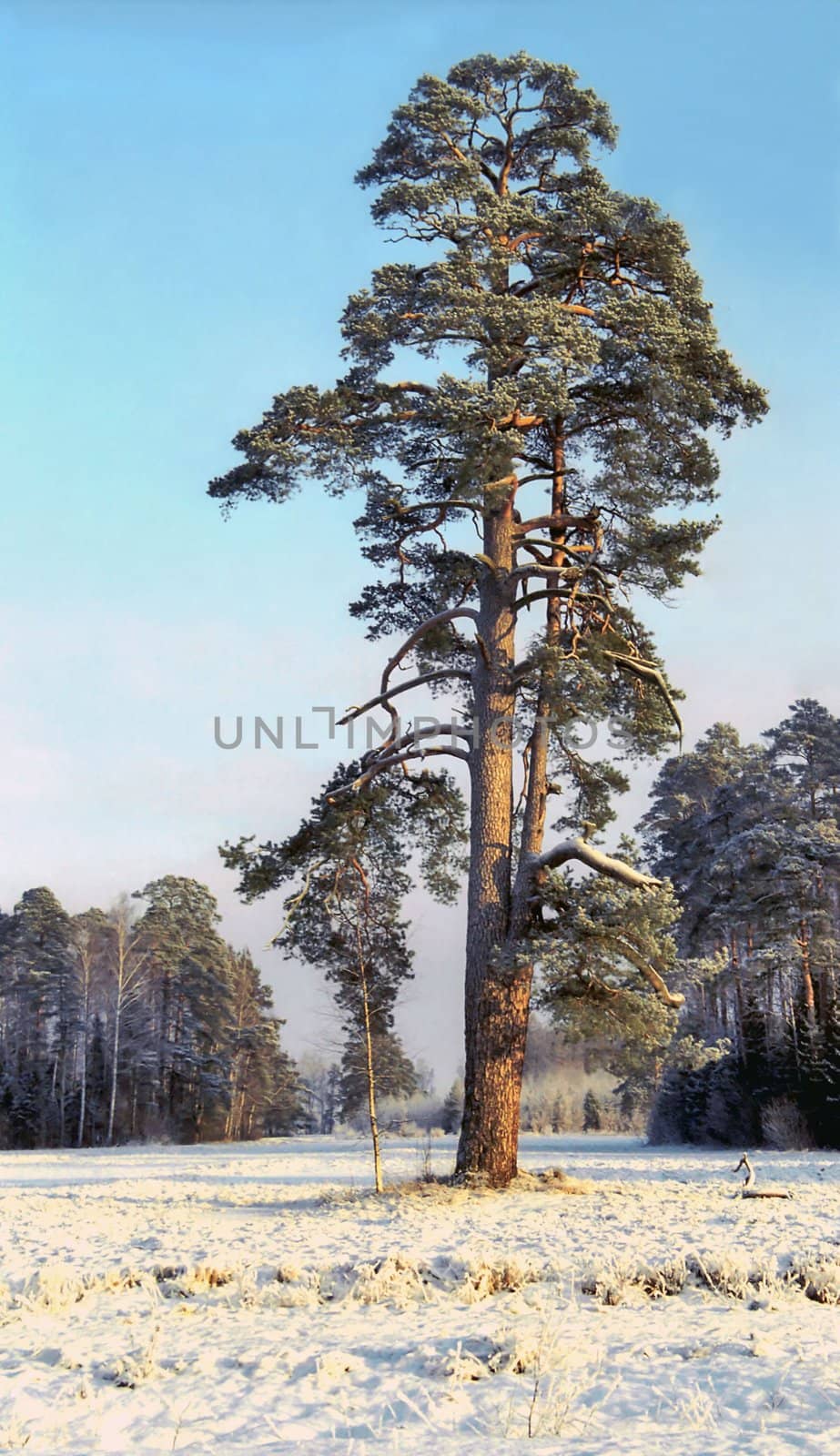 Single pine tree in snowed field near forest