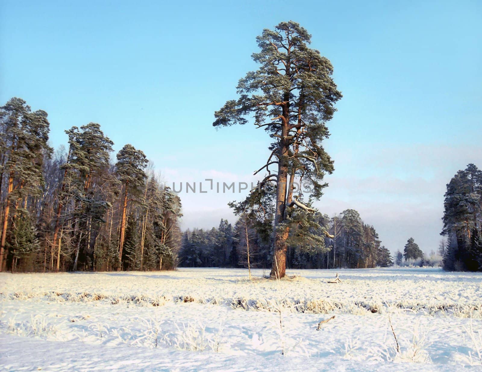  Single pine tree in winter by mulden