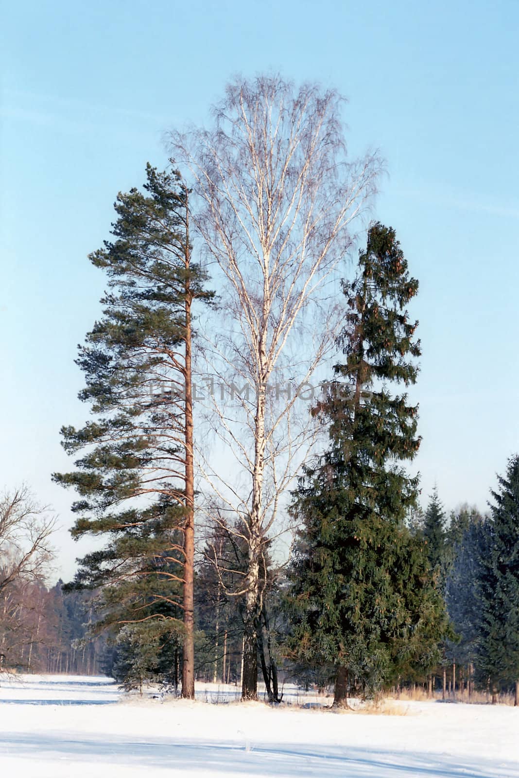 Birch, pine and fir trees next to each other