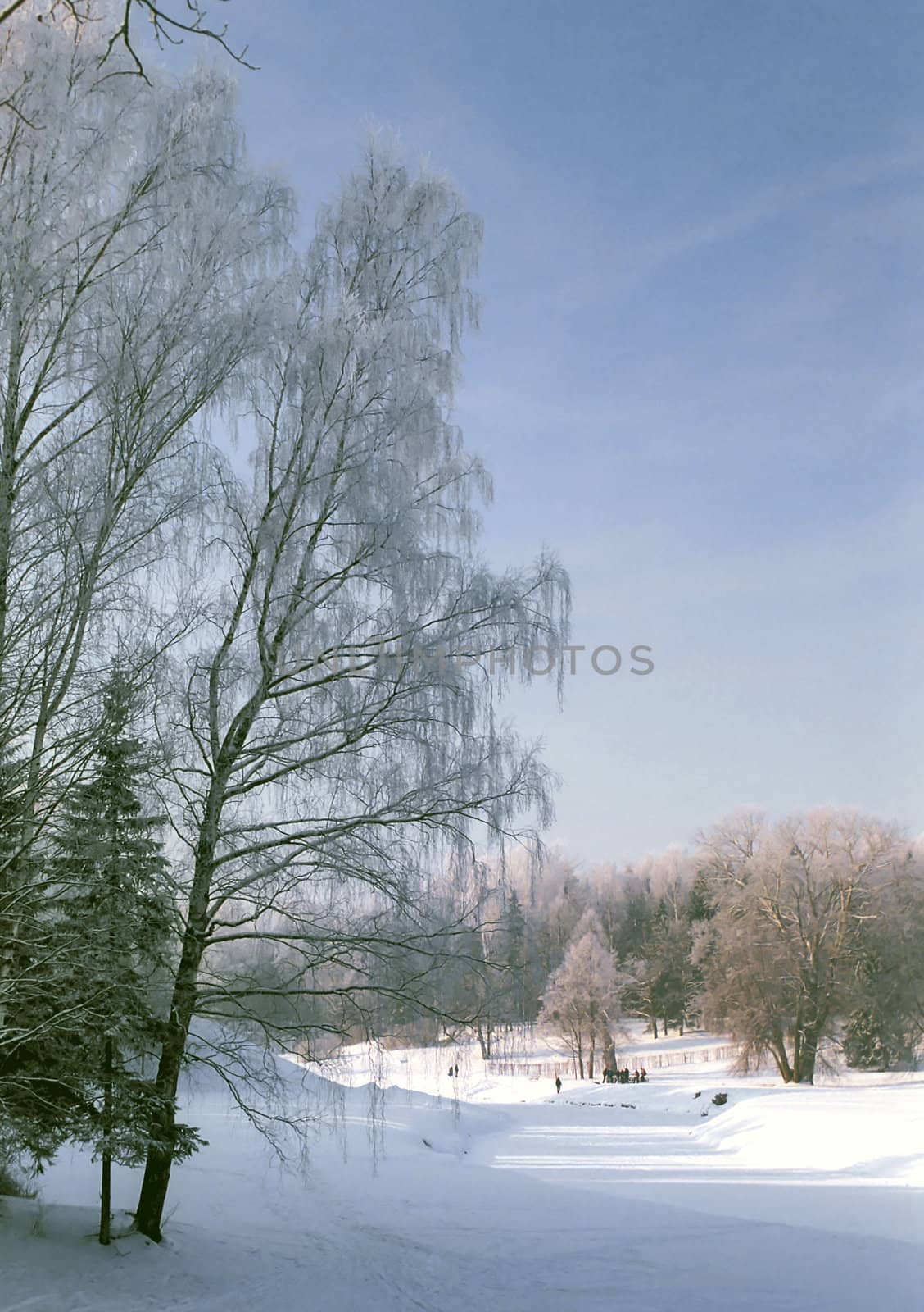 View of winter park with hoarfrosted birrches
