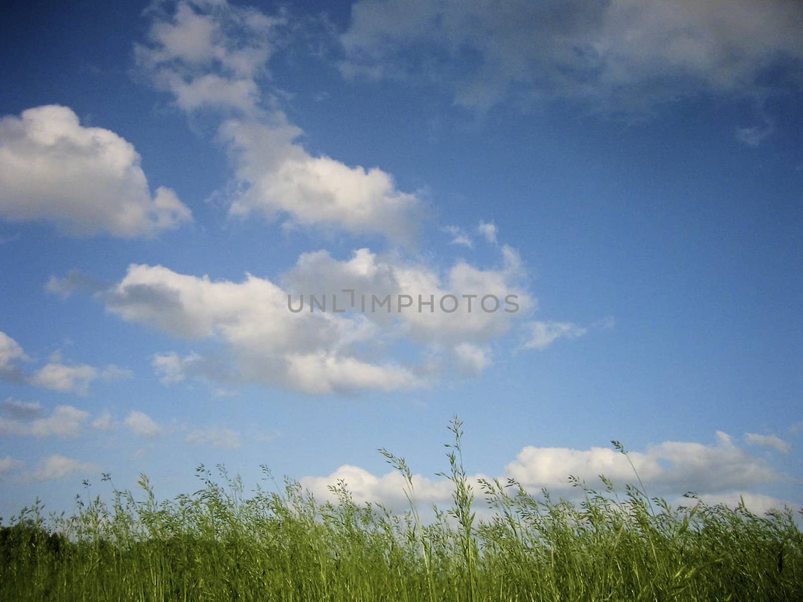 Summer sky with grass in foreground