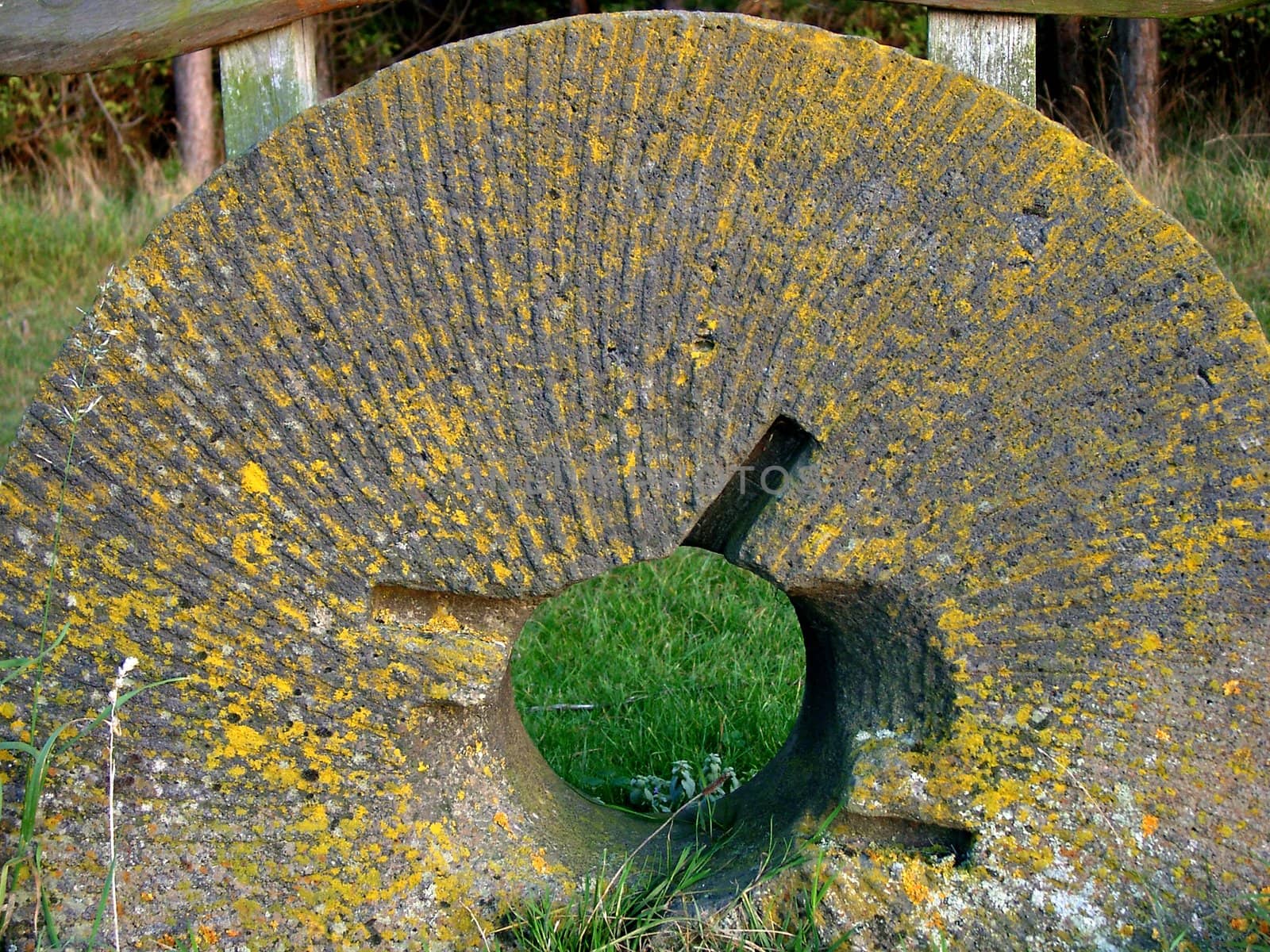 Old millstone coated with yellow lichen.
