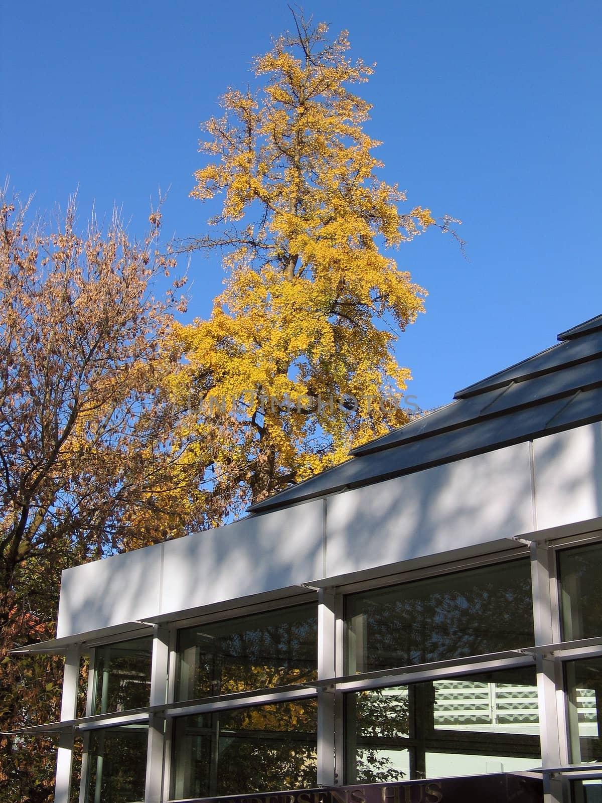 Urban scene - Autumn leaves on a tree next to a modern building
