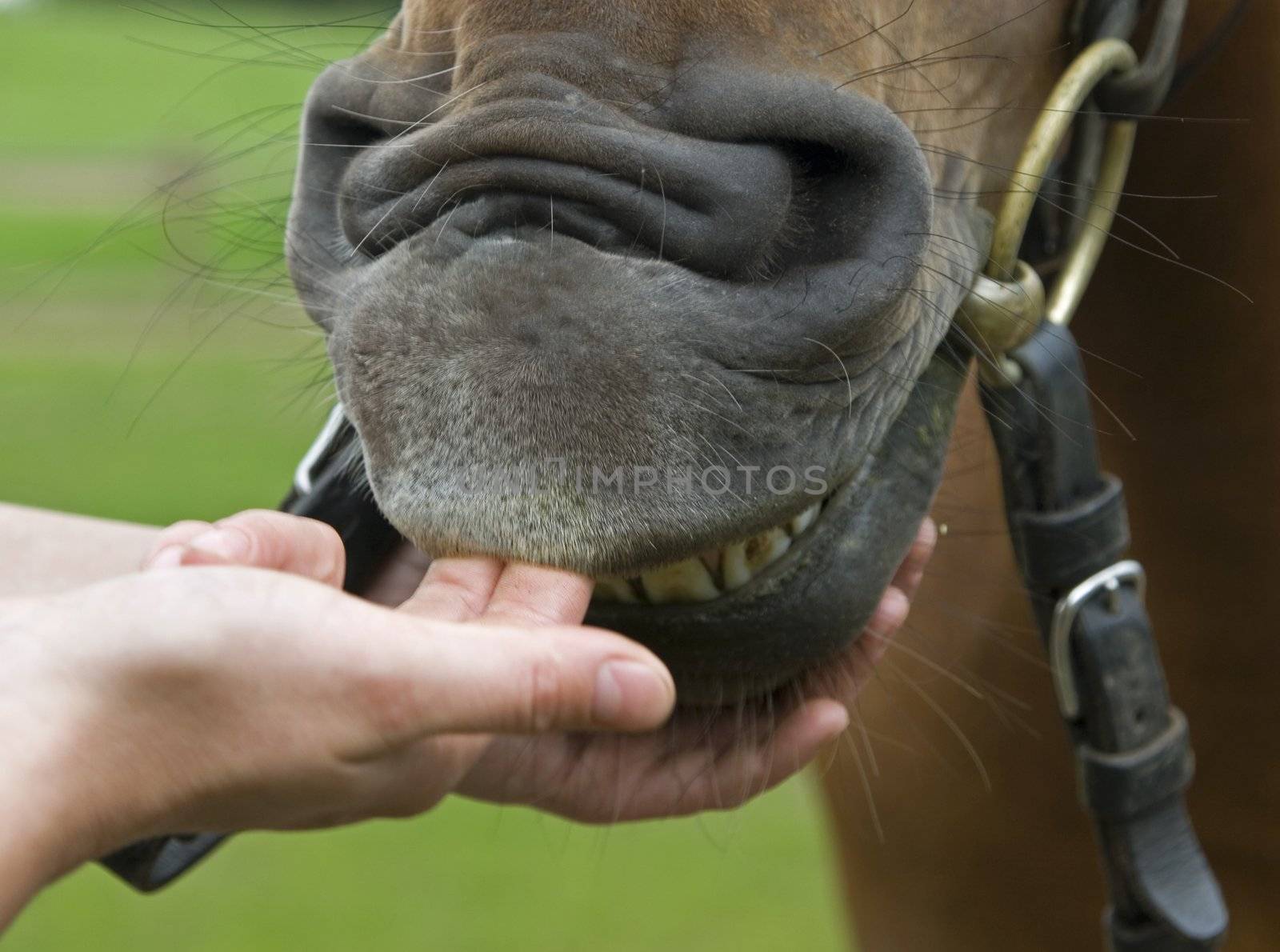 face of horse