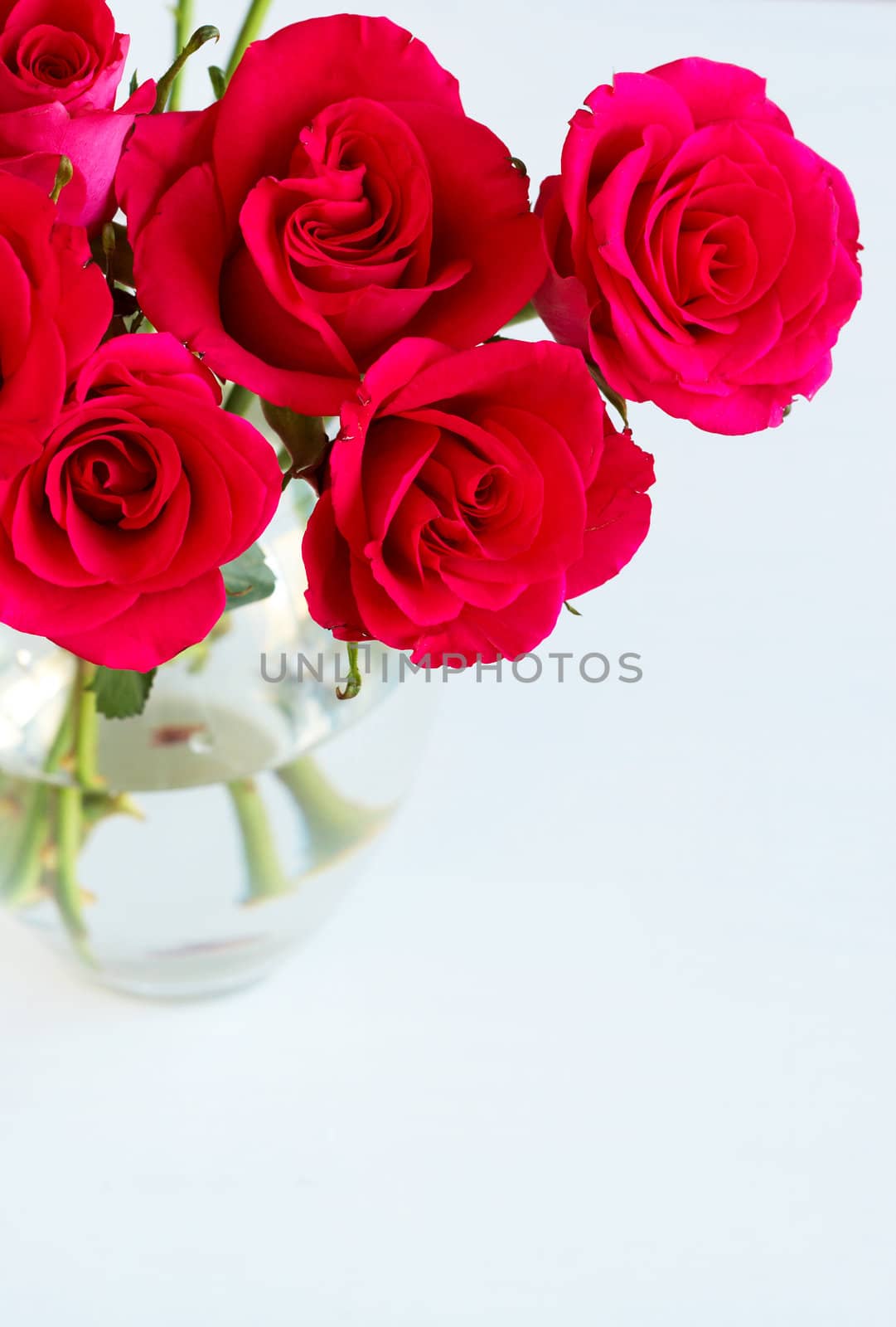 Bunch of pink roses in a glass vase on light background