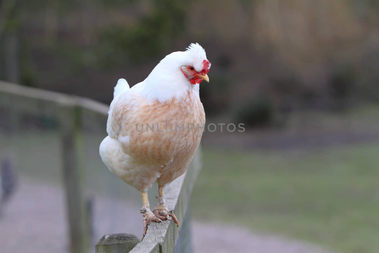 Rooster