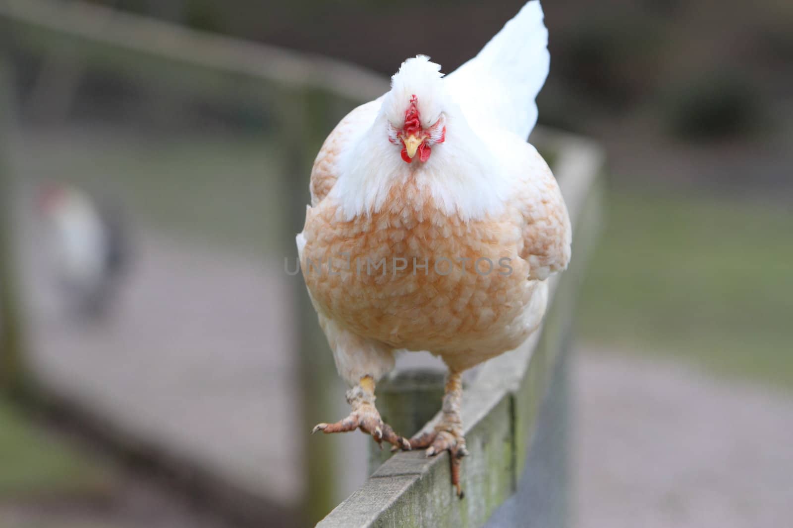 Rooster