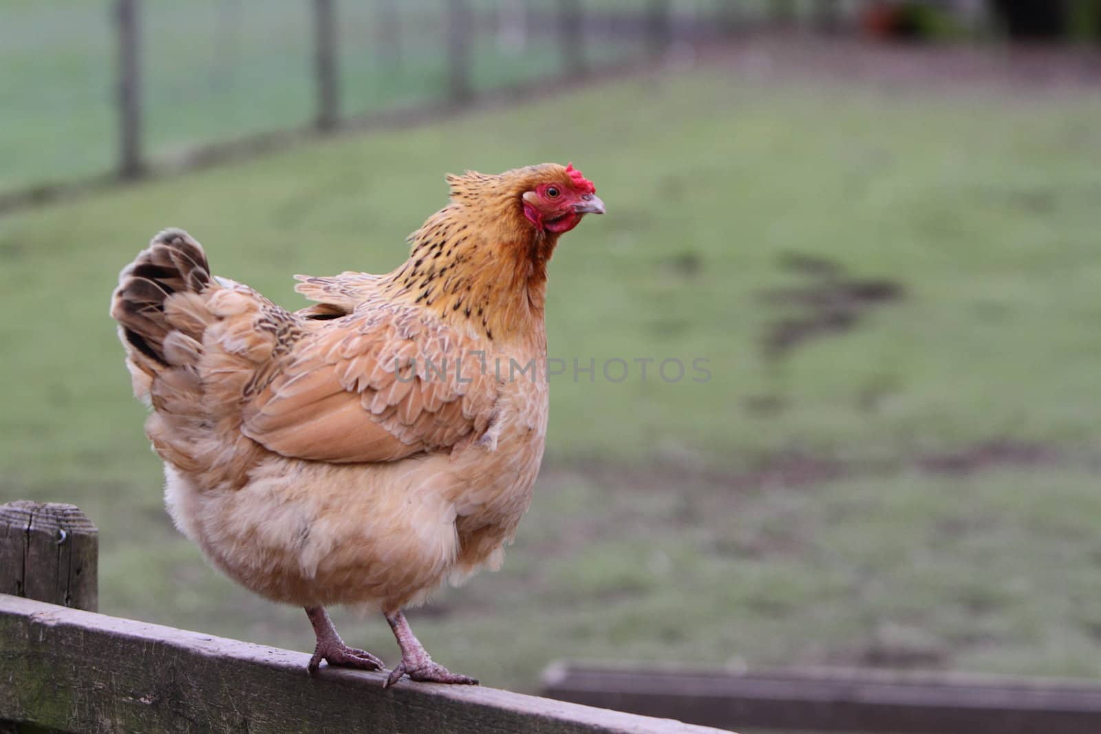 Rooster or cockerel