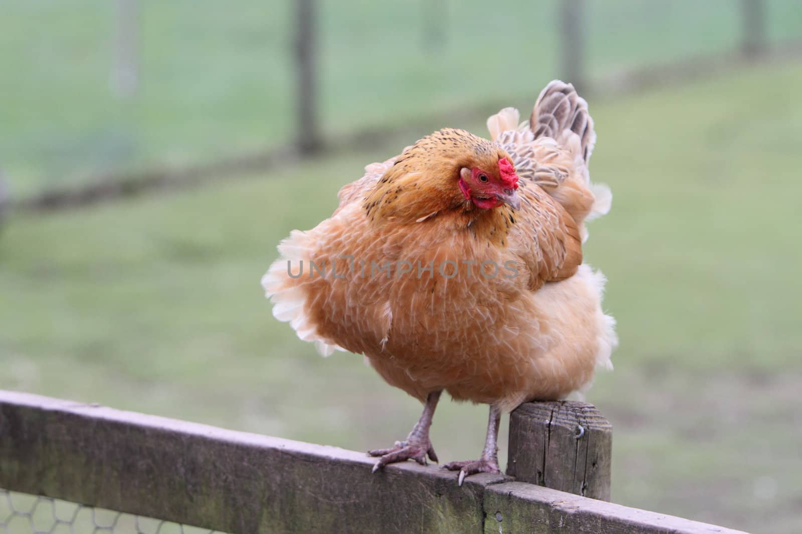 Rooster or cockerel