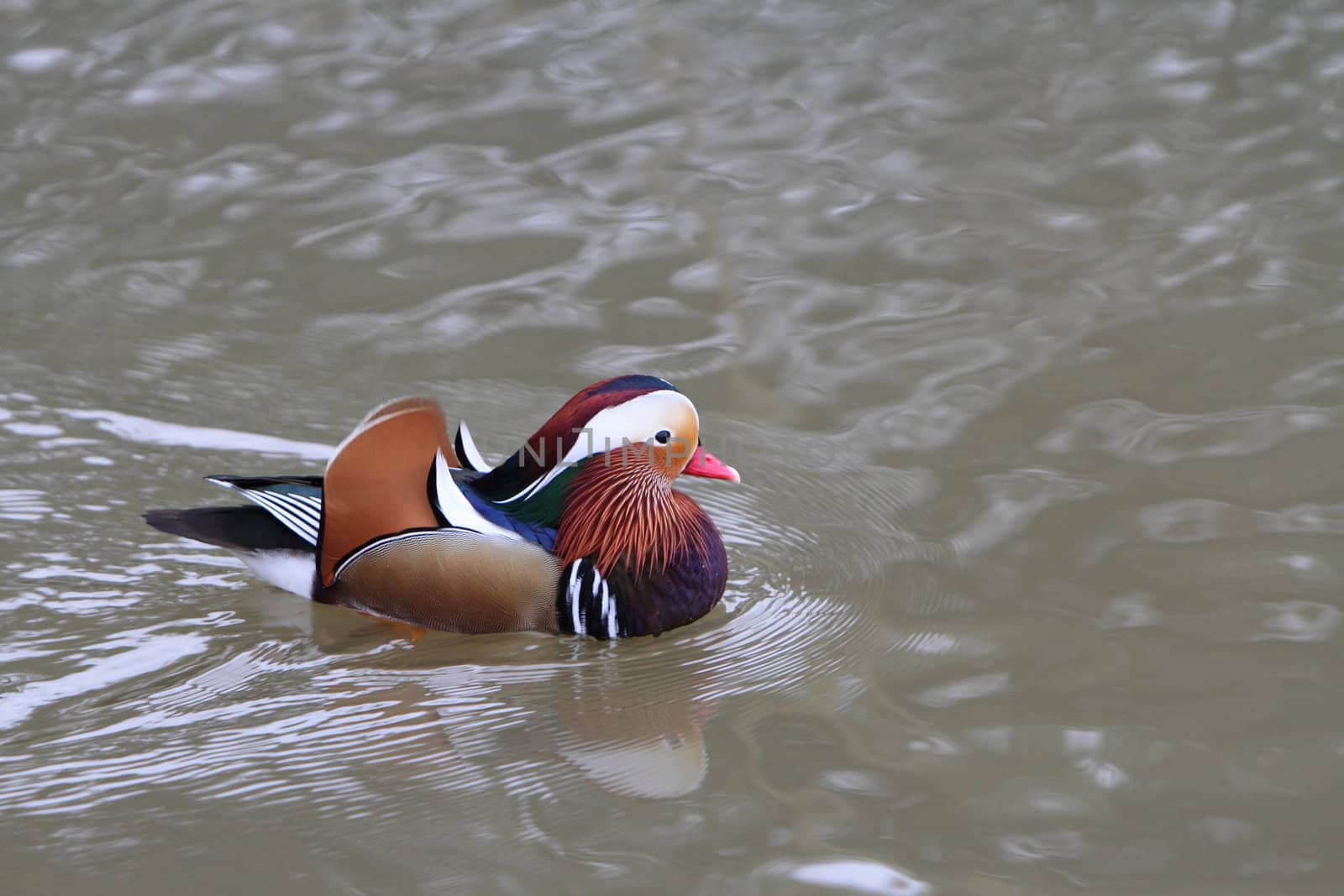 Mandarin duck
