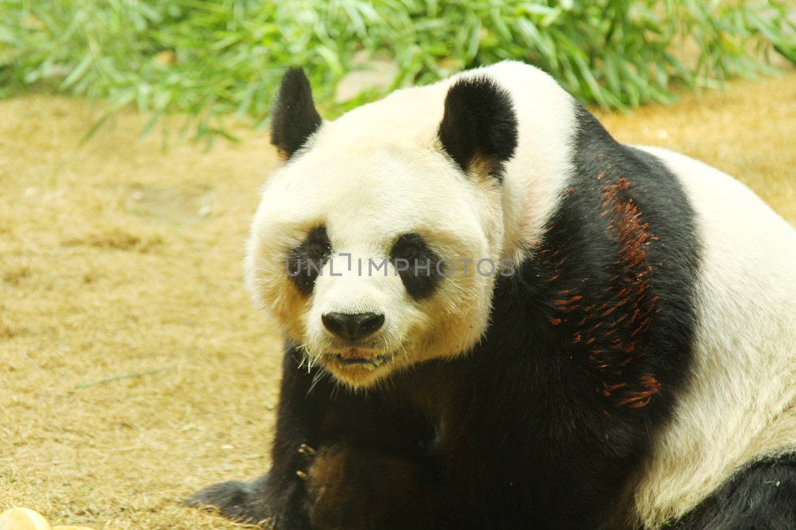 Giant panda bear 