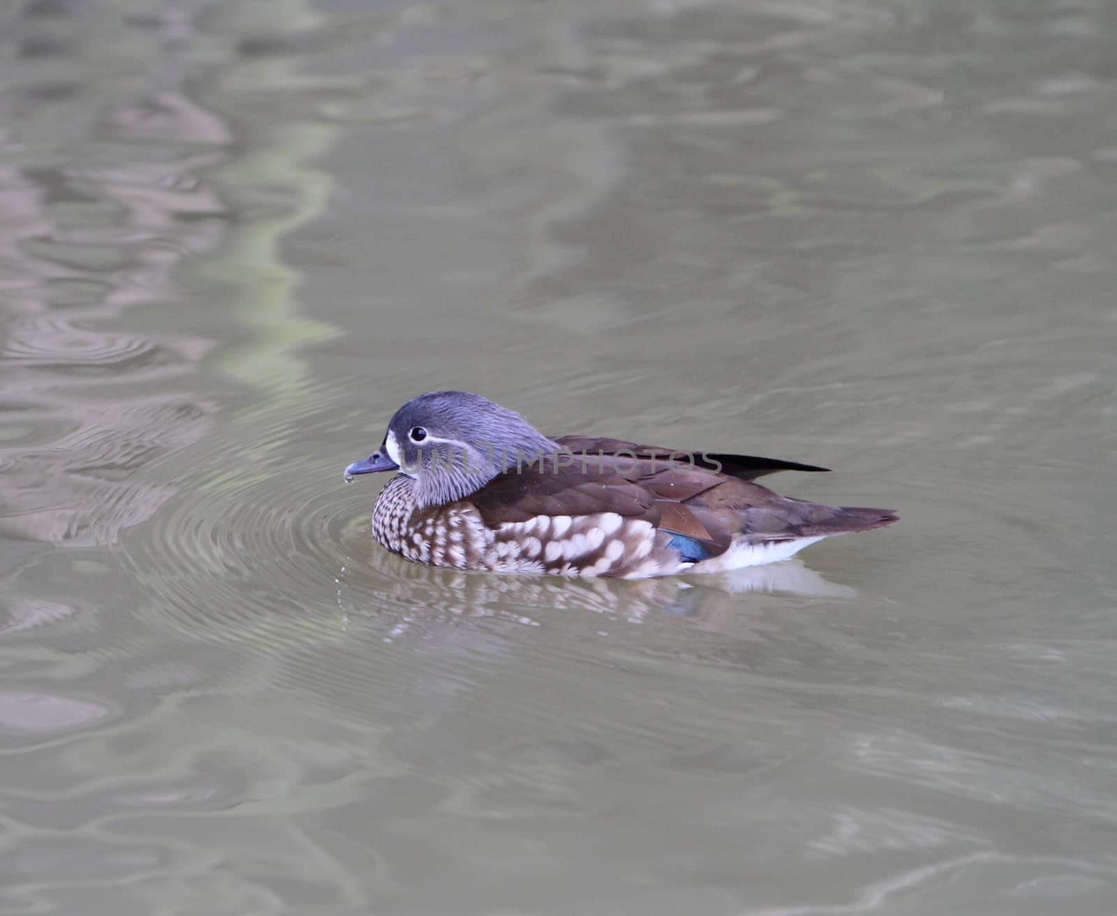 Female Mandarin duck