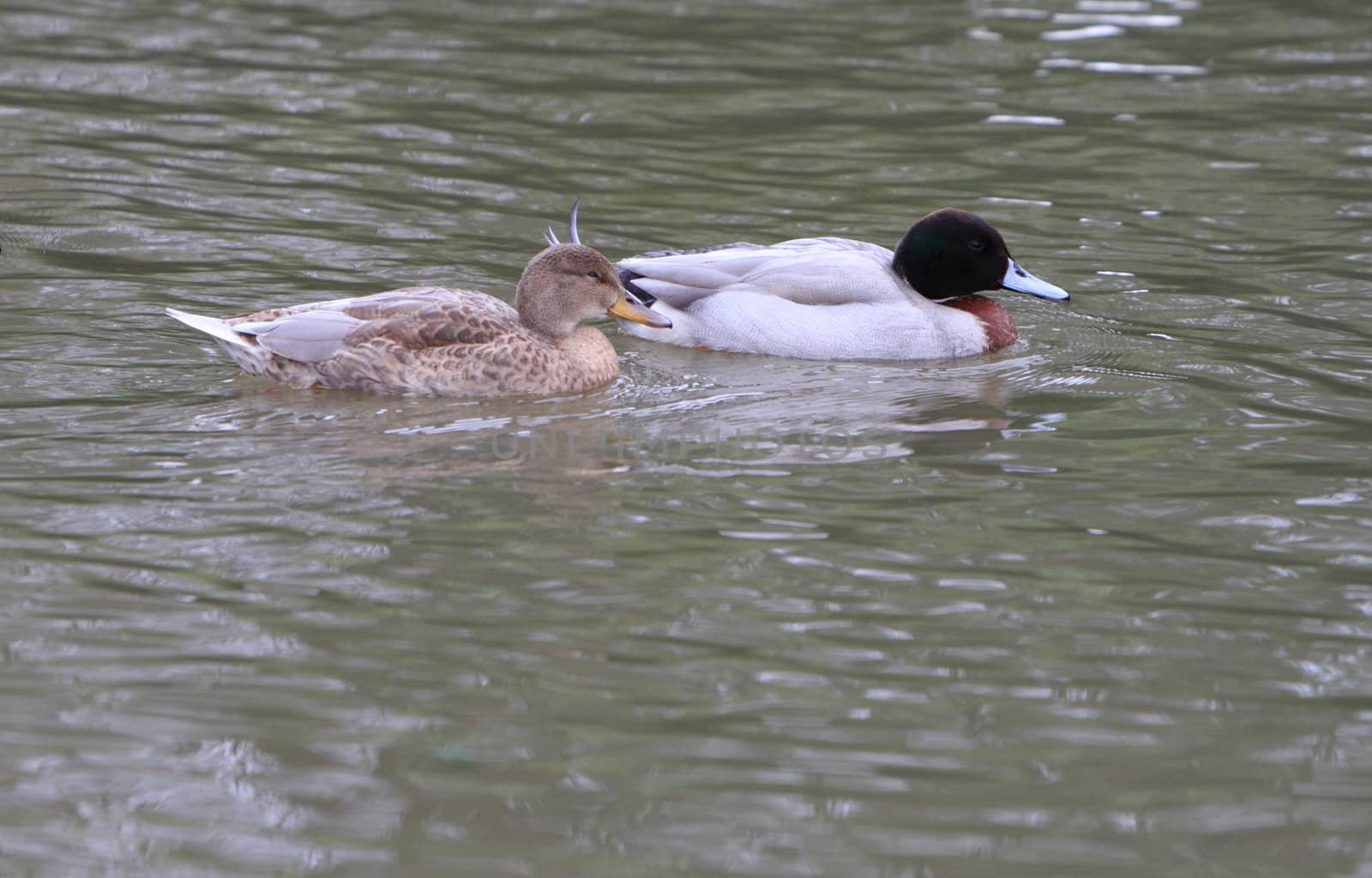 Ornamental duck