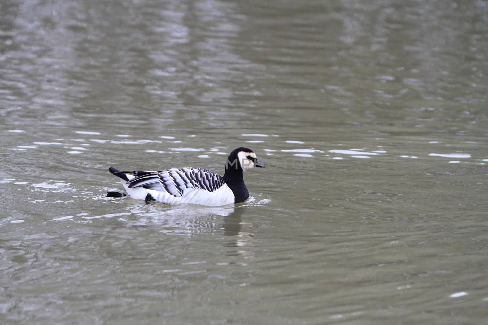 Barnacle Goose