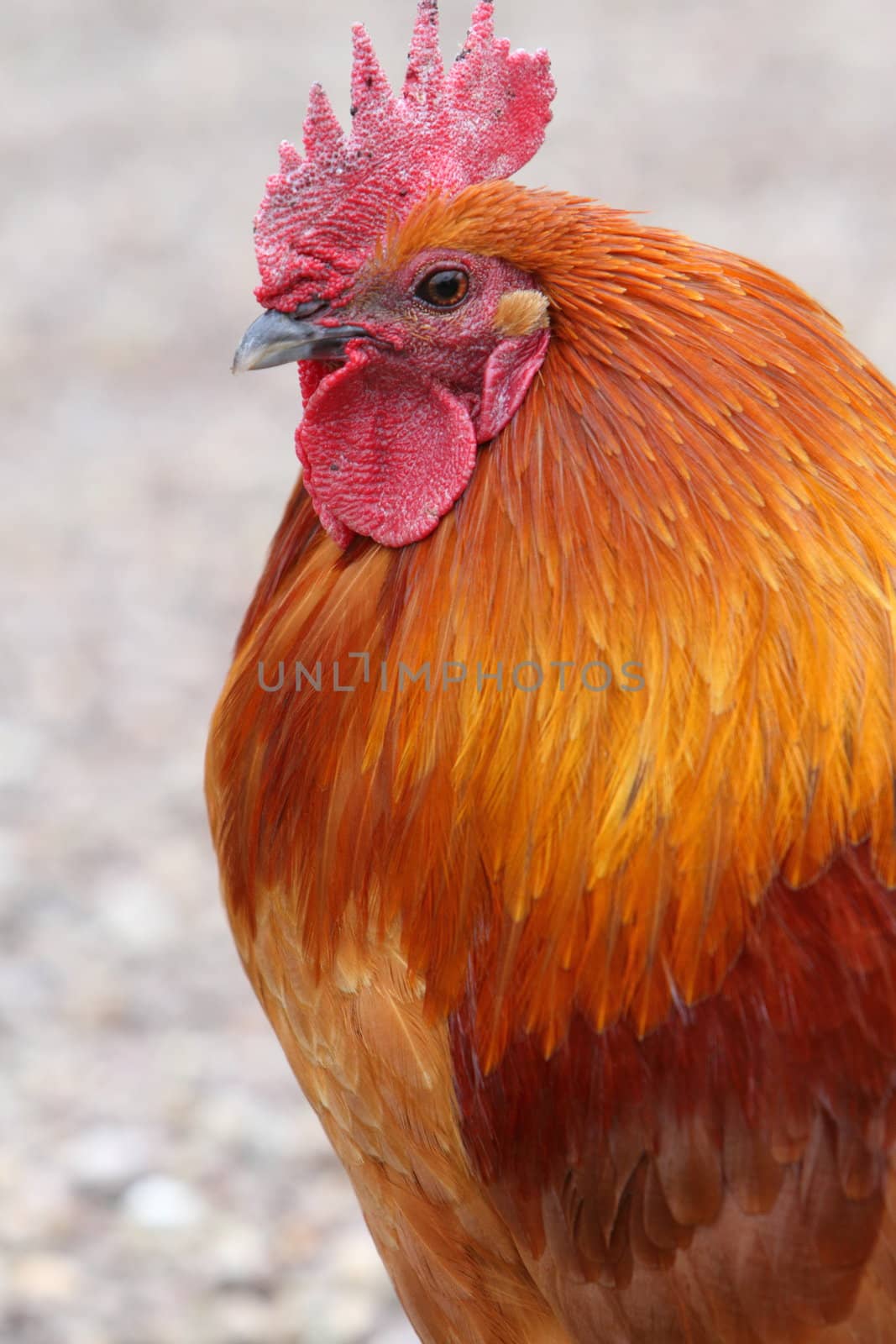 Cockerel