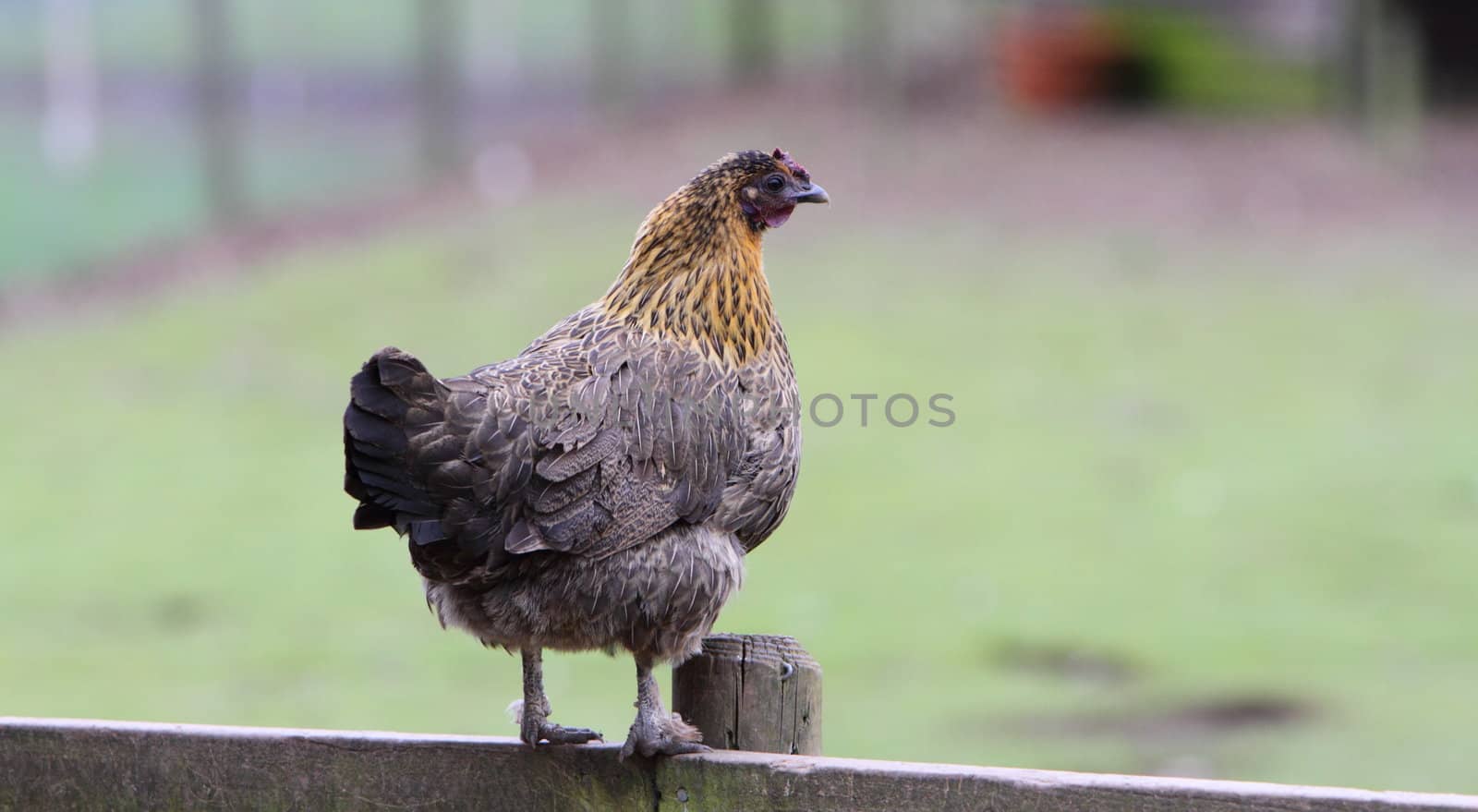 Ornamental chicken