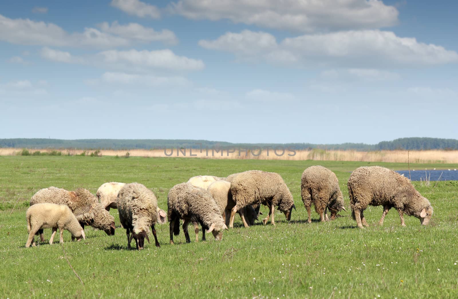 sheep on pasture farm scene