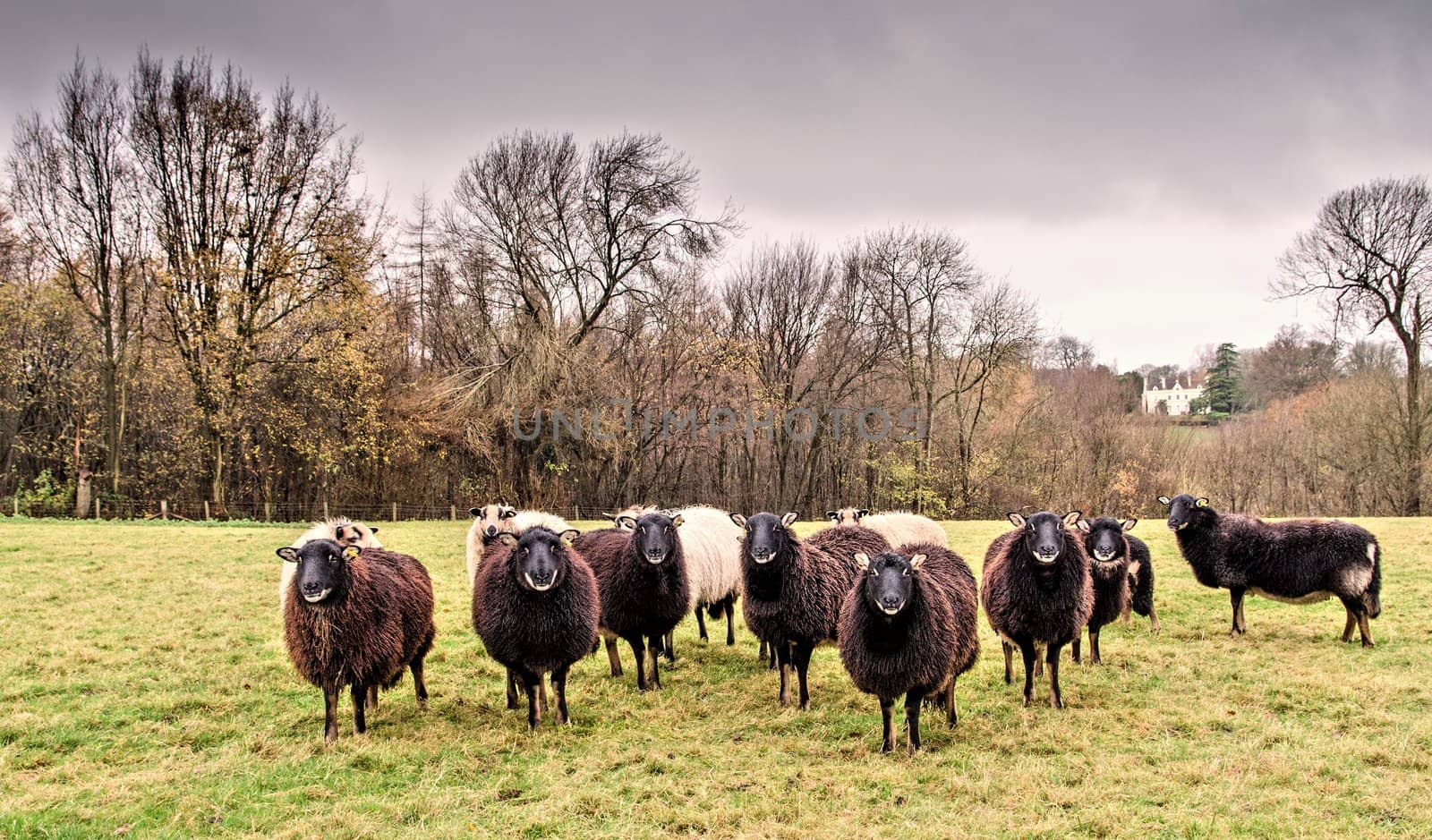 Welsh Badger face sheep by Jez22