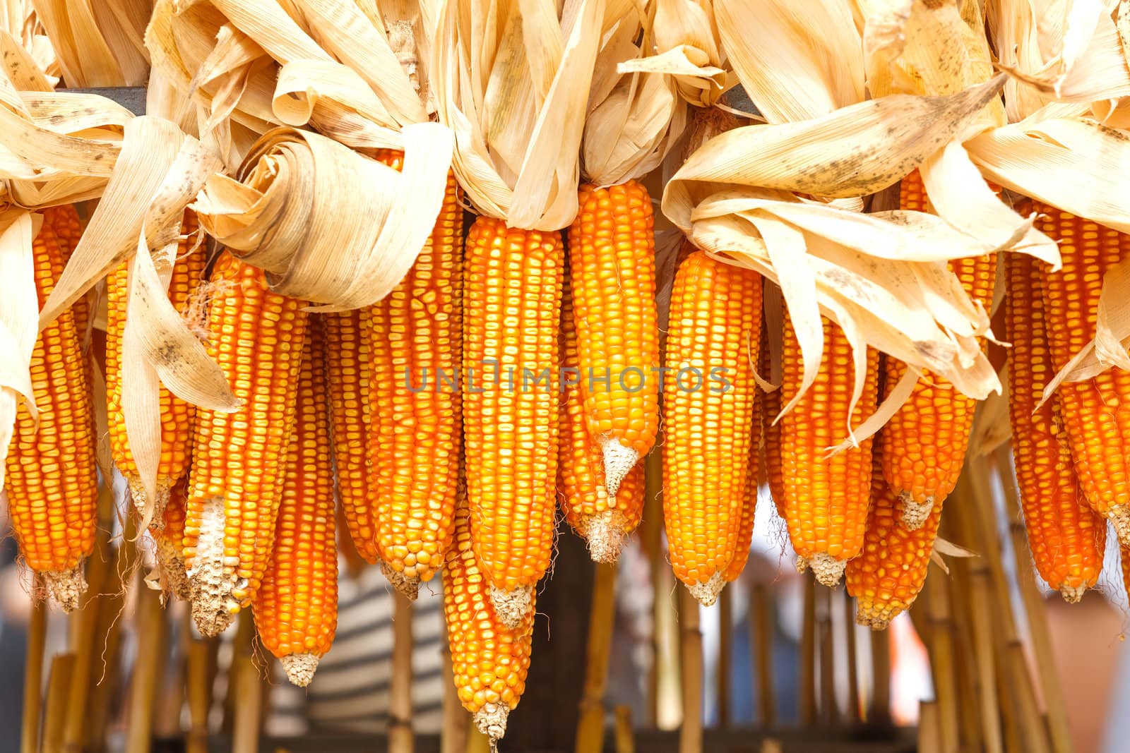 Dried corn on cobs hung on the beam  by jame_j@homail.com