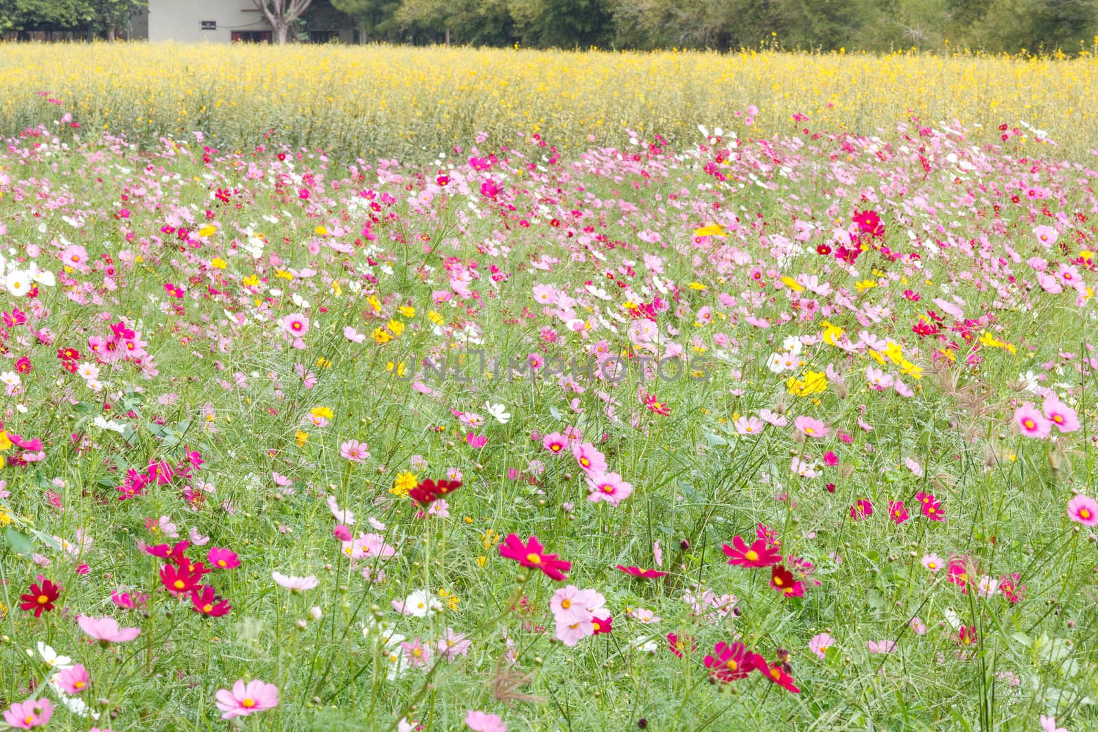 beautiful flowers in the meadow