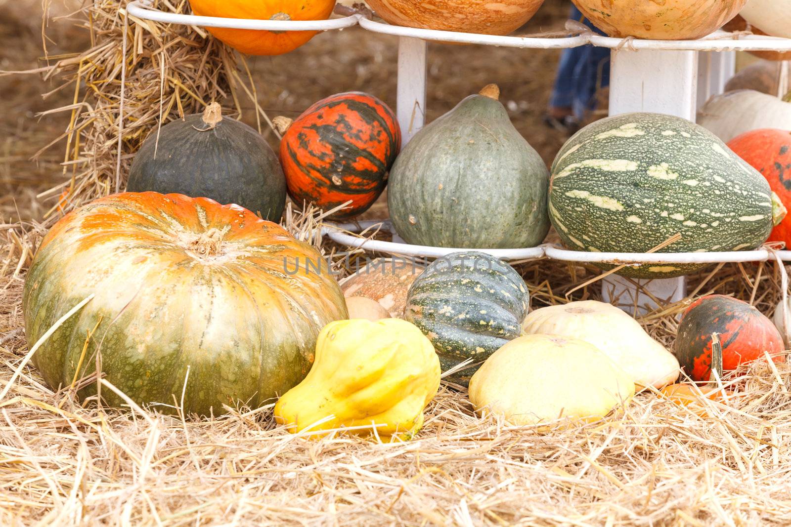 Pumpkins with different colours in the field