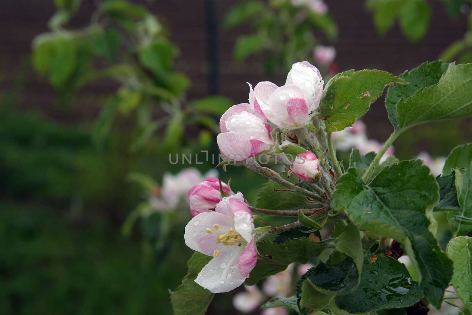 Close up of fruit flowers in the earliest springtime