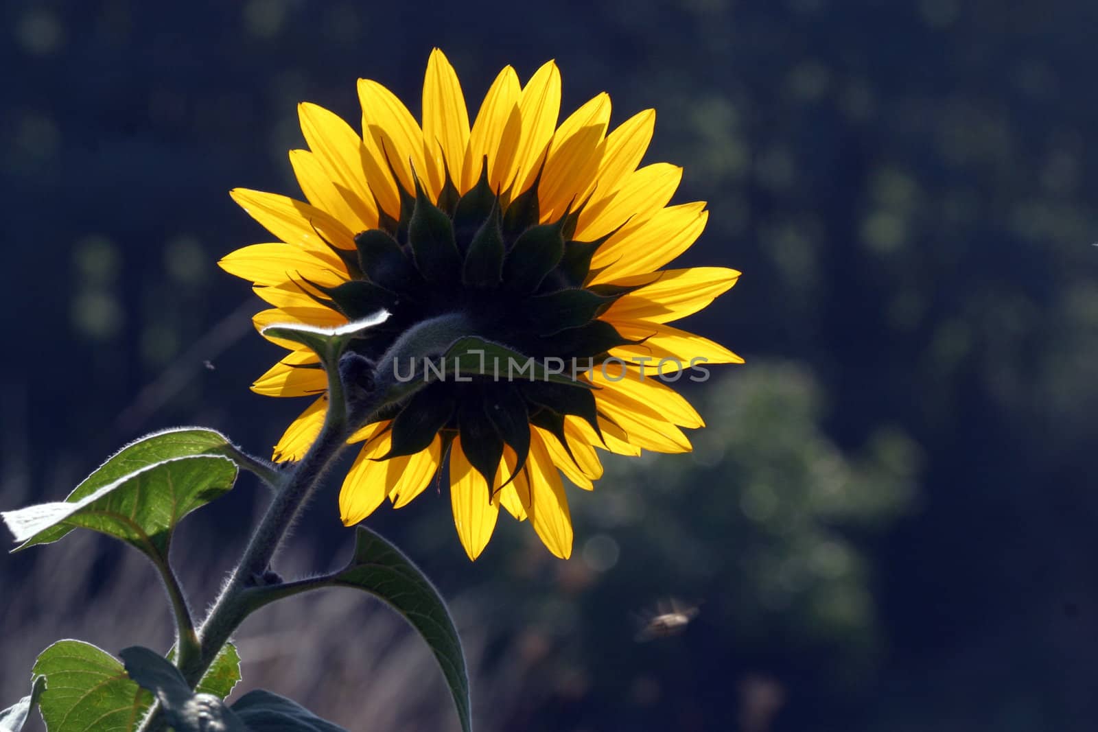 Sun flower